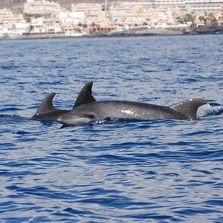 شقة فندقية 1 طوستا ديل سيلونثيو