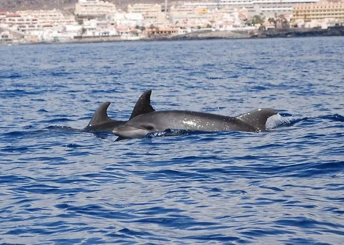 アパートホテル 1 コスタ・デル・シレンチオ